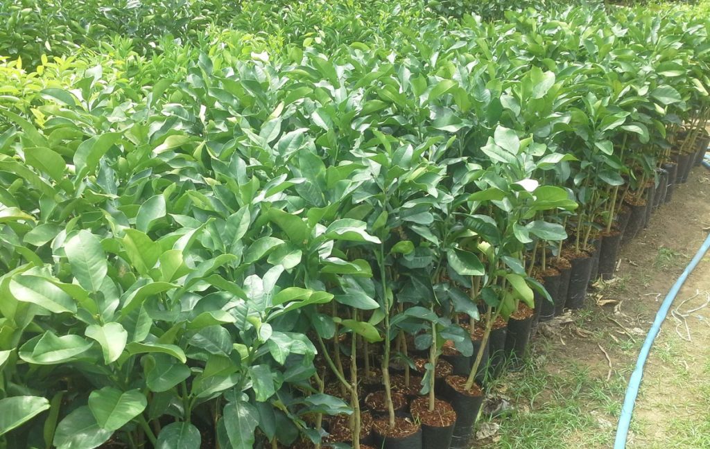 Cây-giống-Bưởi-da-xanh-2-1024x648