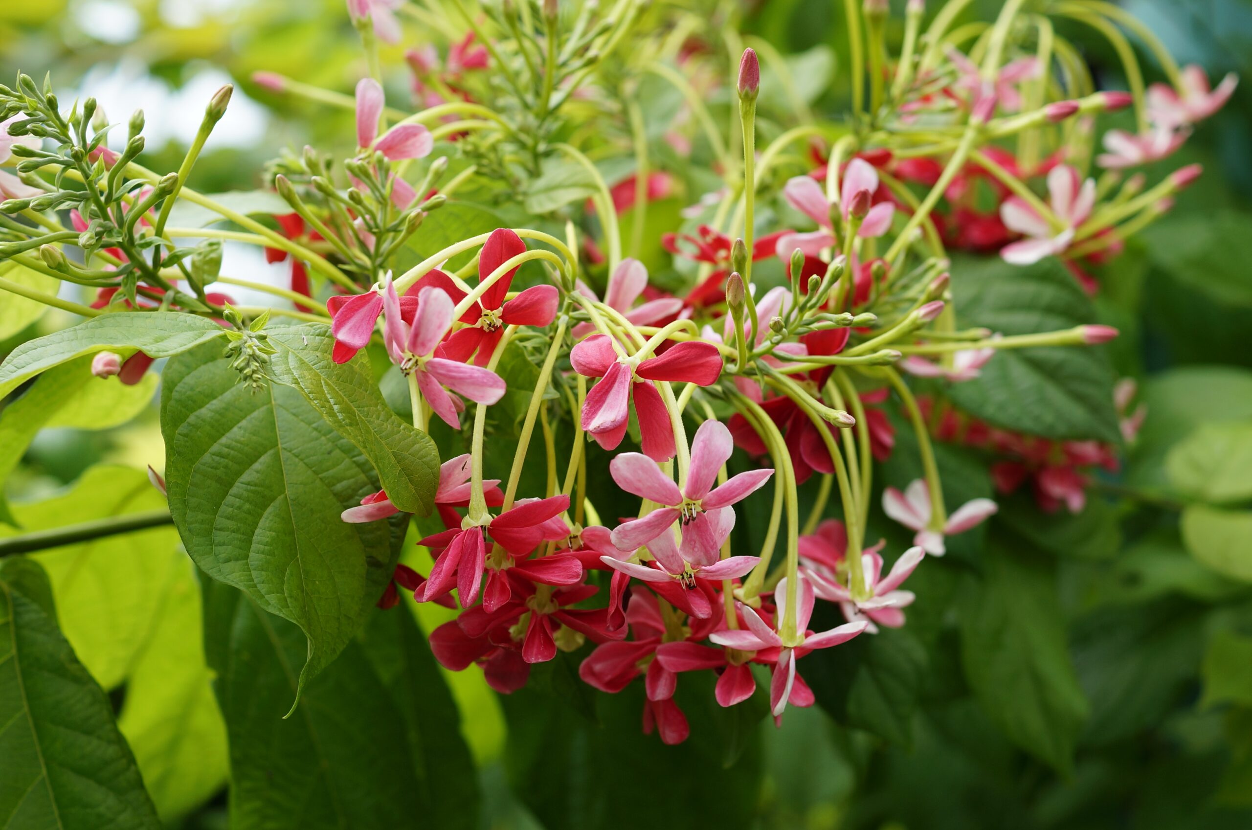 Combretum_indicum_01