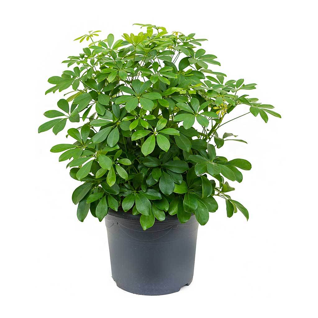 Schefflera-arboricola-Dwarf-Umbrella-Tree-29x60cm_1024x