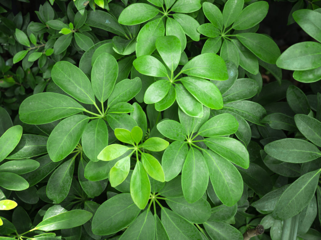 umbrella plant