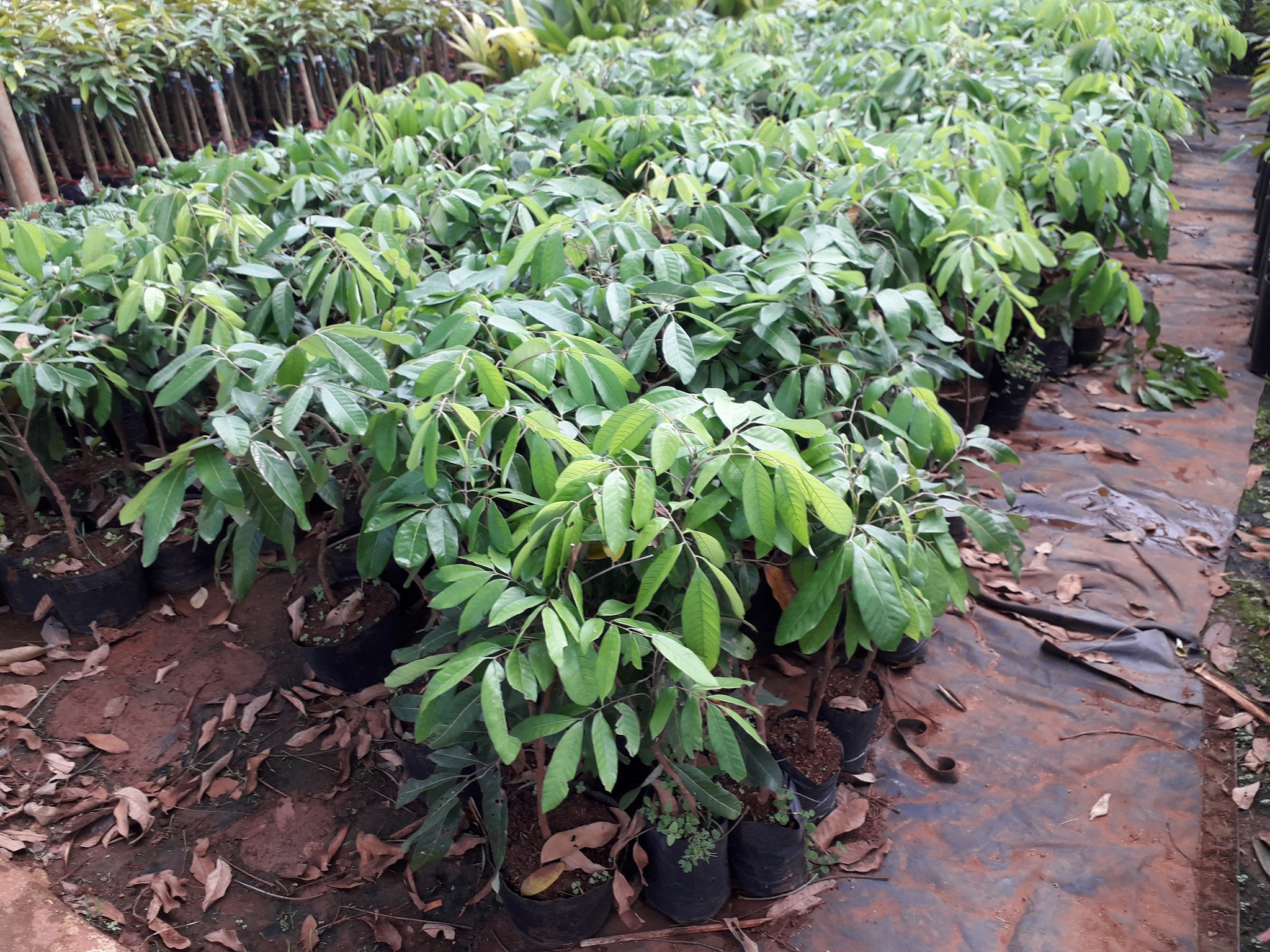 c4b5d4bfb4d60d4922c2344219a7ad22