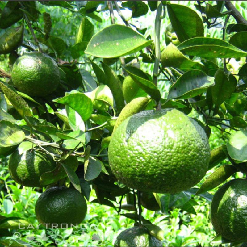 cam_snh_1