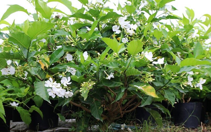 cay-lai-tay-la-cay-gi-dac-diem-y-nghia-va-cach-trong-cay-lai-tay-202205250804595887