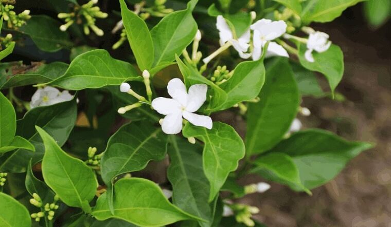 cay-lai-tay-la-cay-gi-dac-diem-y-nghia-va-cach-trong-cay-lai-tay-202205250810091042