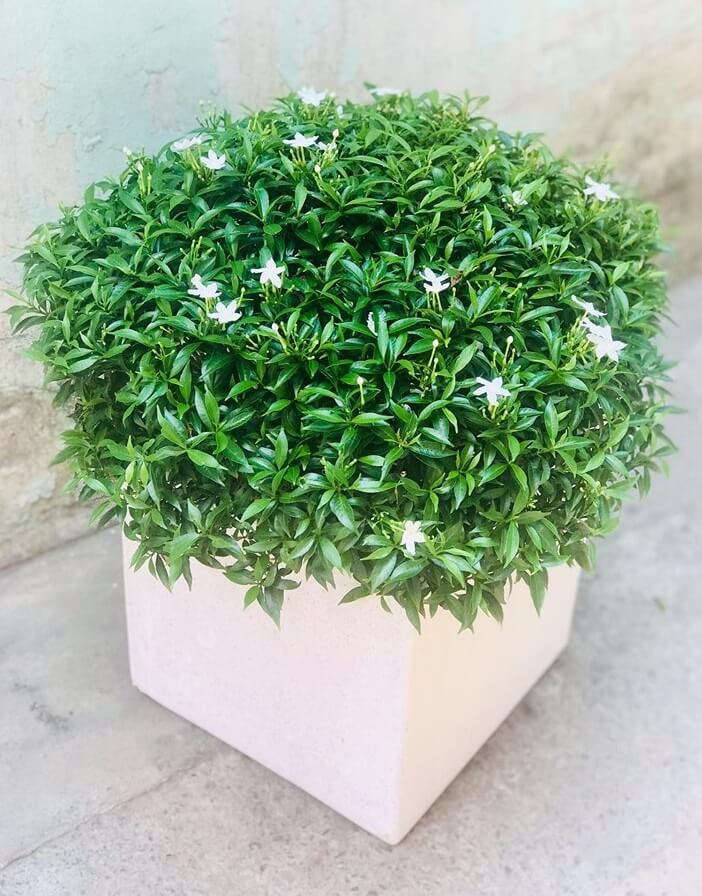 cay-mai-van-phuc-3