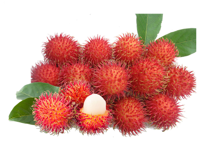chom-chom-java-139