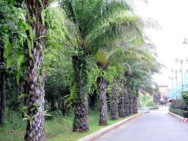 co-dau