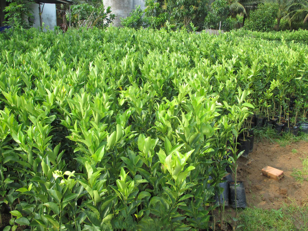 quyt-duong-2
