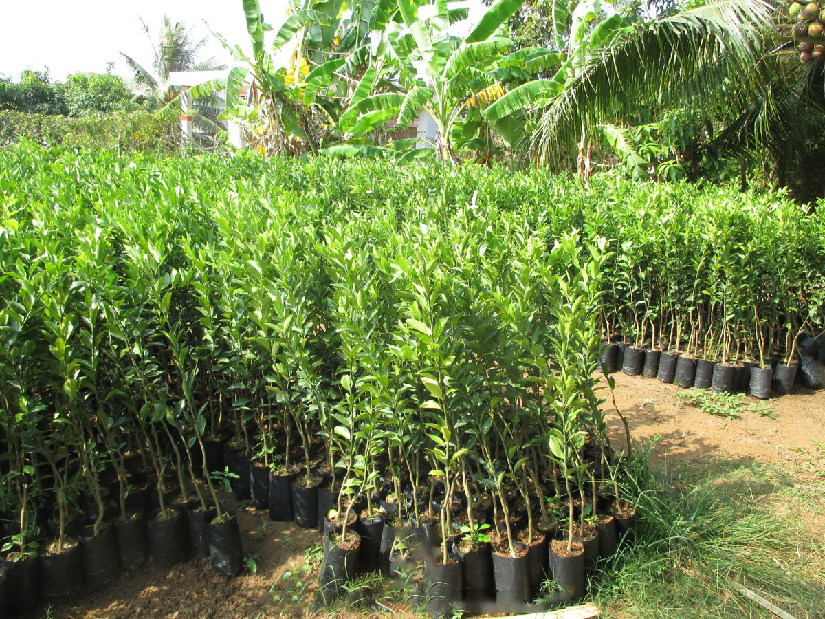 quyt-duong-3(1)